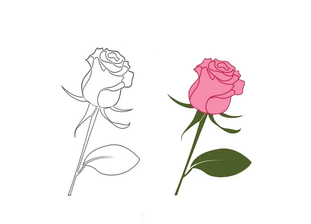 Pink rose coloring book