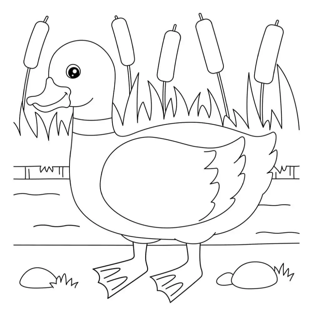 Pato para colorear.