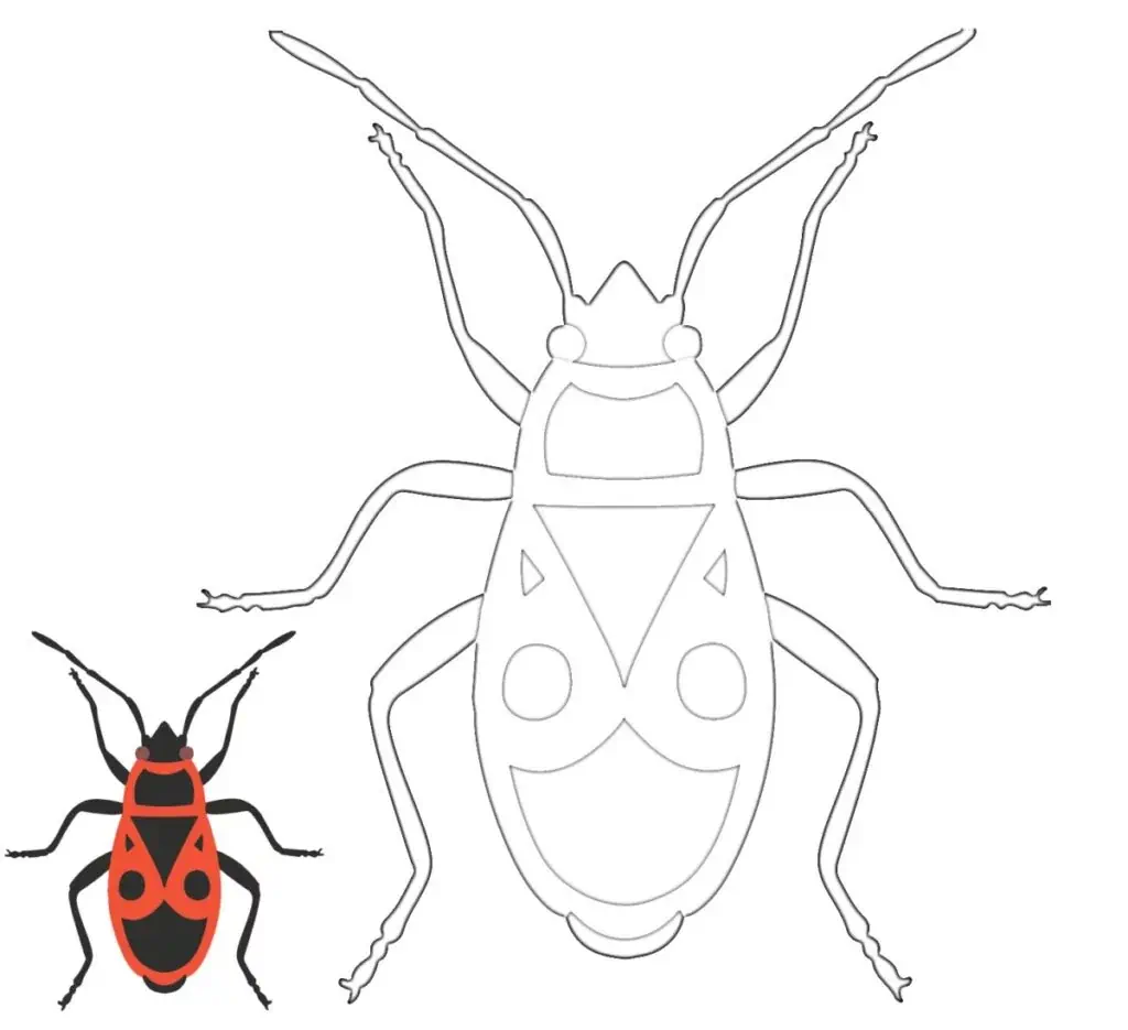 Soldatenkäfer, Feuerkäfer zum Färben von Feuerwanzen