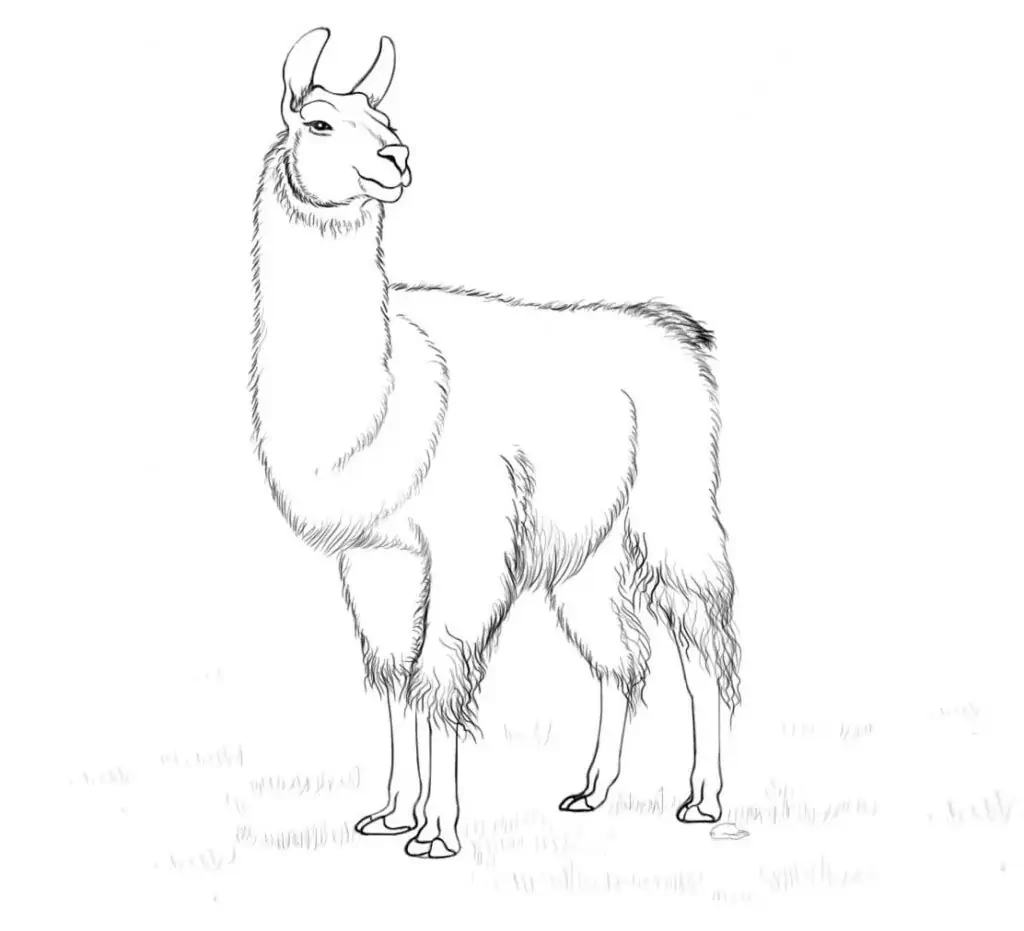 llama para colorear