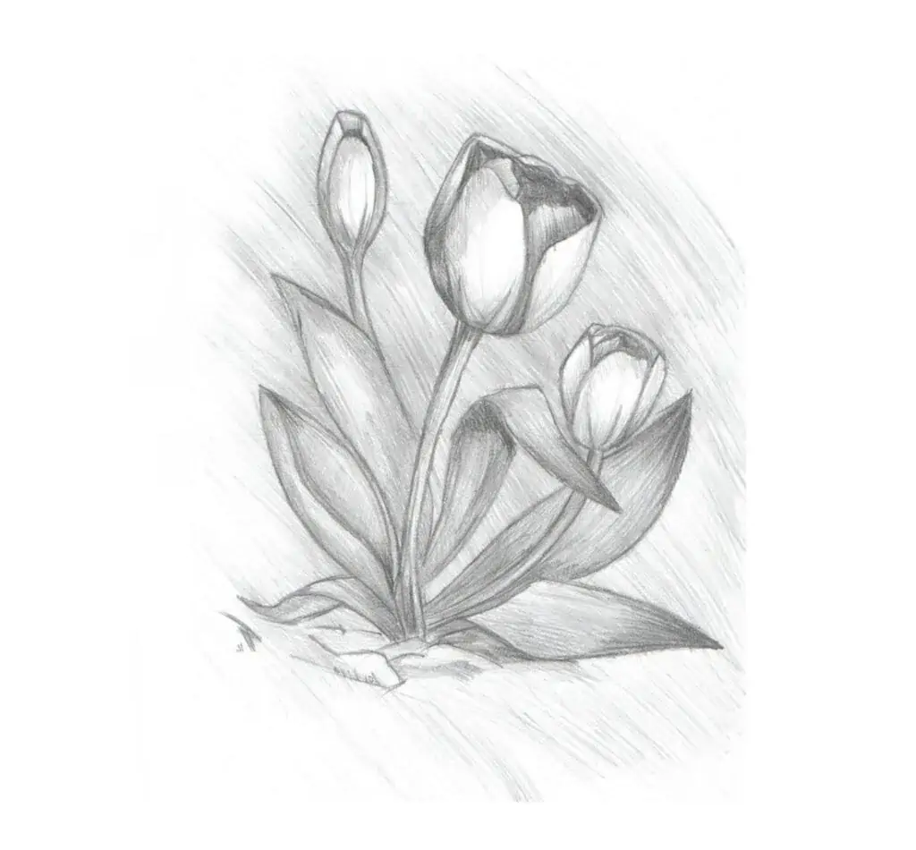 gambar pensil untuk mewarnai - tulip