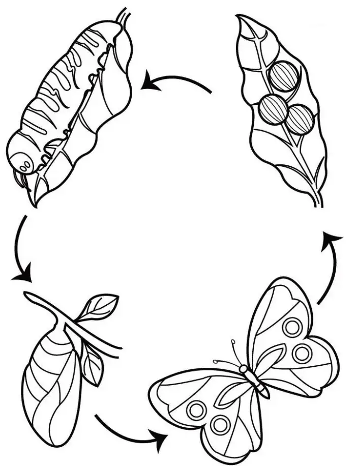 Boyama, baskı için bir kelebeğin yaşam döngüsü
