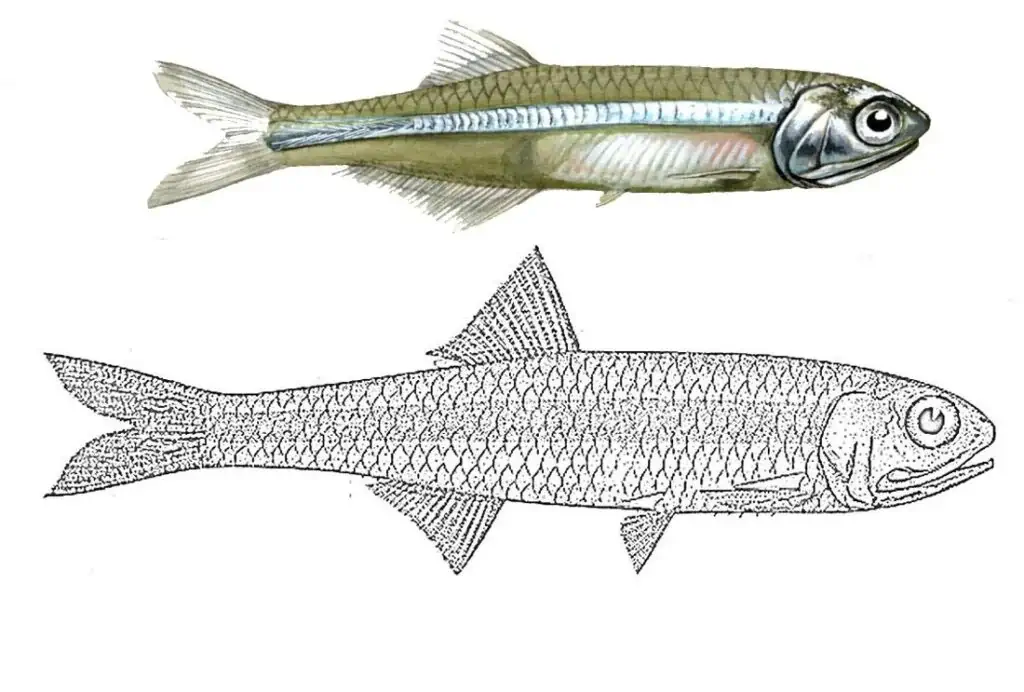 Acciughe (Engraulidae) per la colorazione