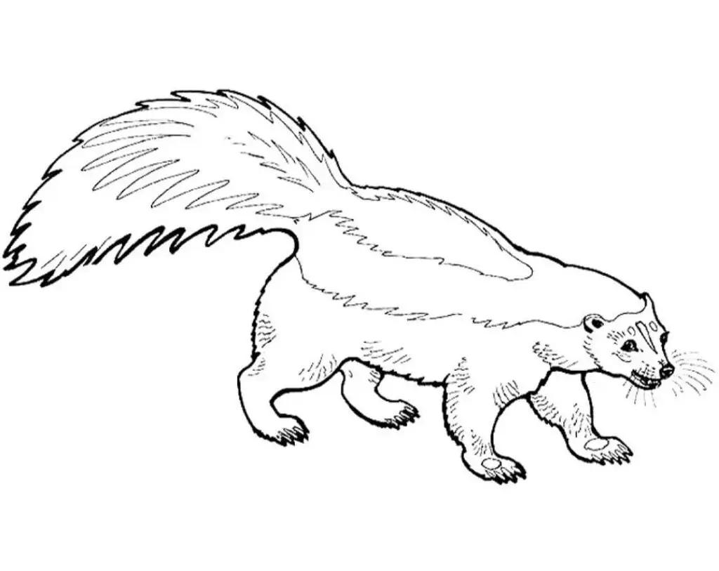 Badger litabækur