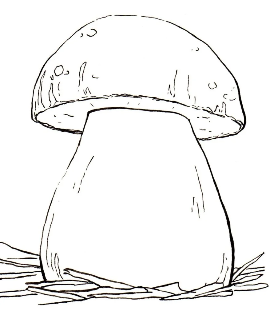 Boletus storakotis