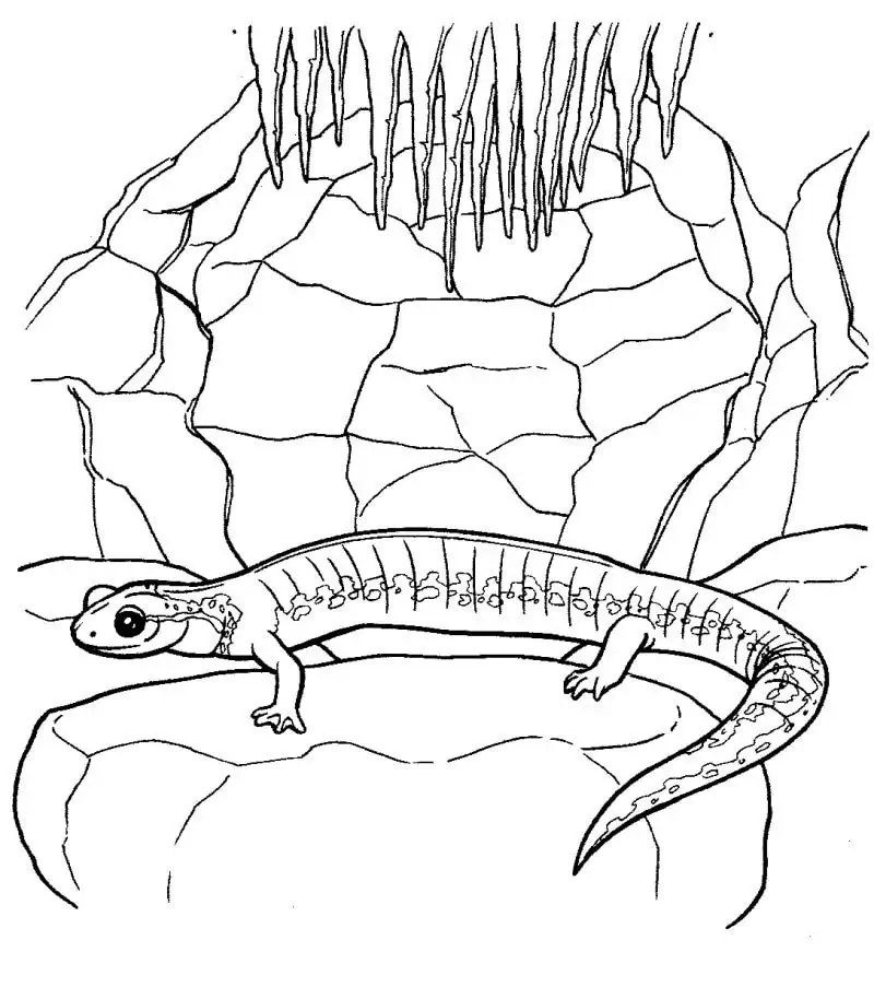 Eidechse zum Färben von Salamandra